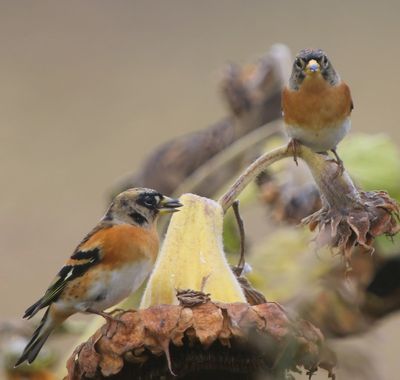 Kepen - Bramblings