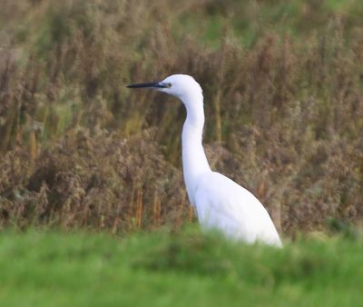 Kleine Zilverreiger - Little Egret