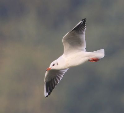 Kokmeeuw - Black-headed Gull