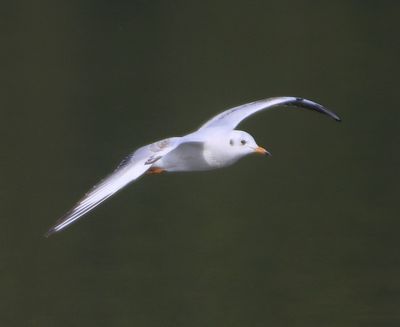 Kokmeeuw - Black-headed Gull