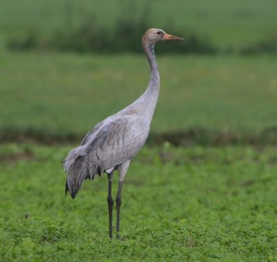 Kraanvogel - Common Crane