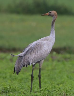 Kraanvogel - Common Crane