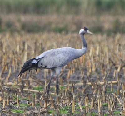 Kraanvogel - Common Crane