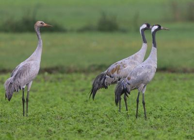 Kraanvogels - Common Cranes