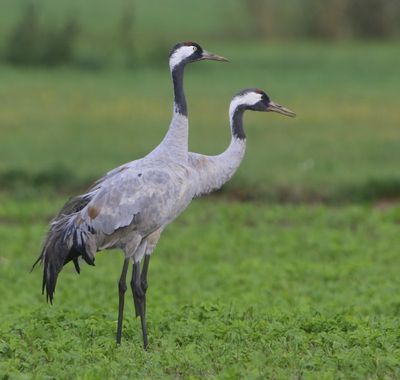 Kraanvogels - Common Cranes