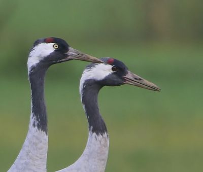 Kraanvogels - Common Cranes