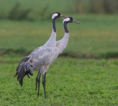 Kraanvogels - Common Cranes