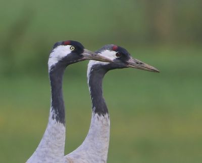 Kraanvogels - Common Cranes