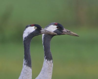 Kraanvogels - Common Cranes