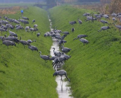 Kraanvogels - Common Cranes