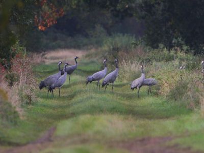 Kraanvogels - Common Cranes