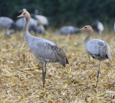 Kraanvogels - Common Cranes