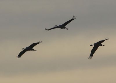 Kraanvogels - Common Cranes