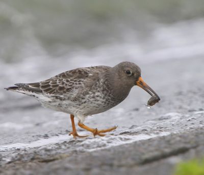 Paarse Strandloper - Purple Sandpiper
