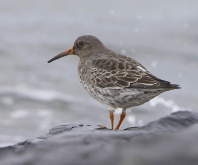 Paarse Strandloper - Purple Sandpiper