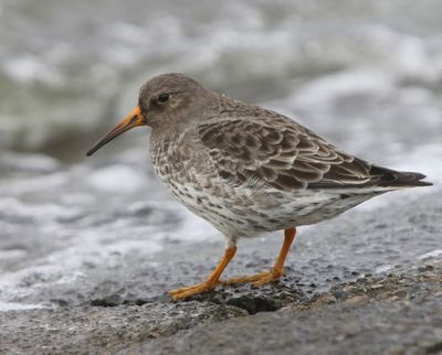 Paarse Strandloper - Purple Sandpiper