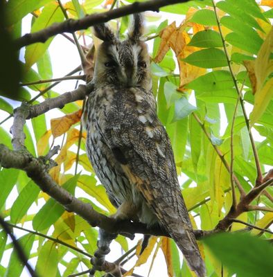 Ransuil - Long-eared Owl