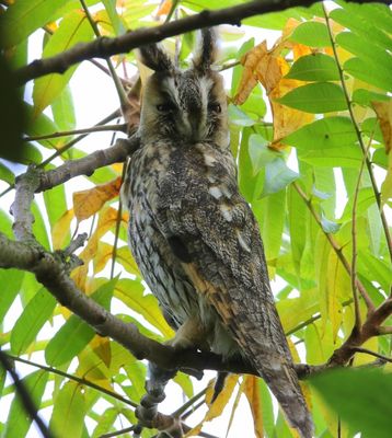 Ransuil - Long-eared Owl