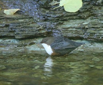 Roodbuikwaterspreeuw - White-throated Dipper