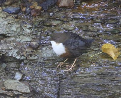 Roodbuikwaterspreeuw - White-throated Dipper