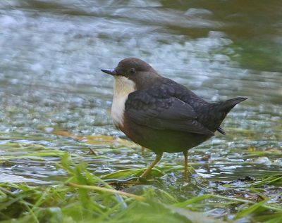 Roodbuikwaterspreeuw - White-throated Dipper