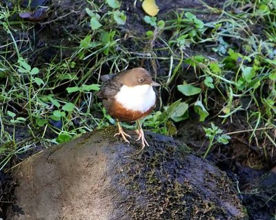 Roodbuikwaterspreeuw - White-throated Dipper