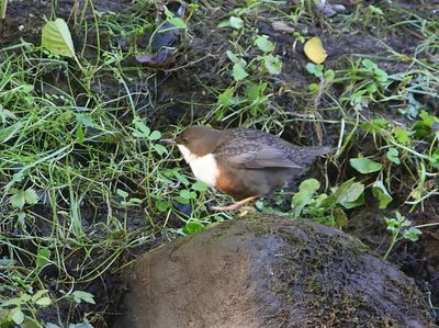 Roodbuikwaterspreeuw - White-throated Dipper