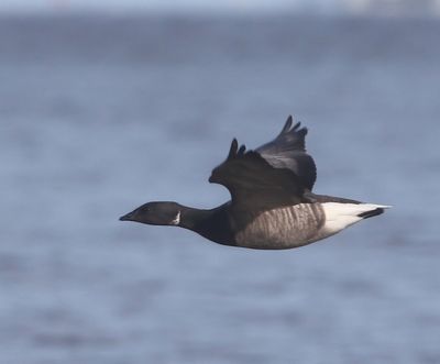 Rotgans - Dark-bellied Brent Goose