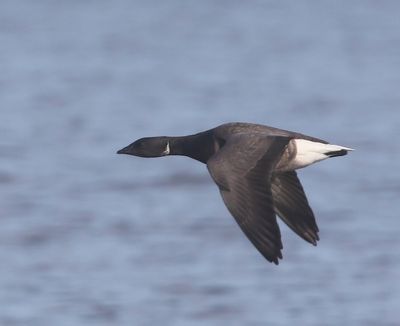 Rotgans - Dark-bellied Brent Goose