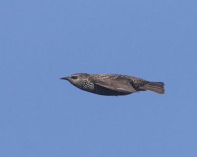 Spreeuw - Common Starling