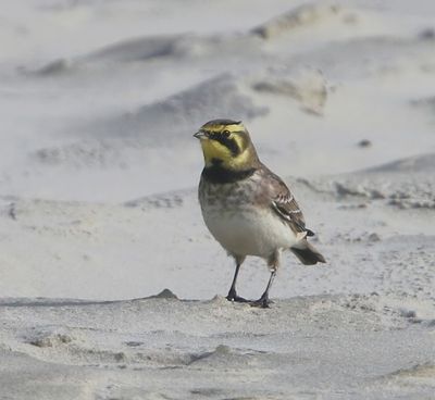 Strandleeuwerik - Horned Lark