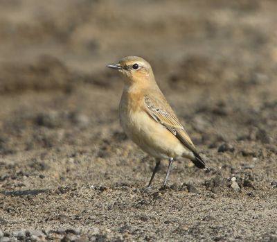 Tapuit - Northern Wheatear