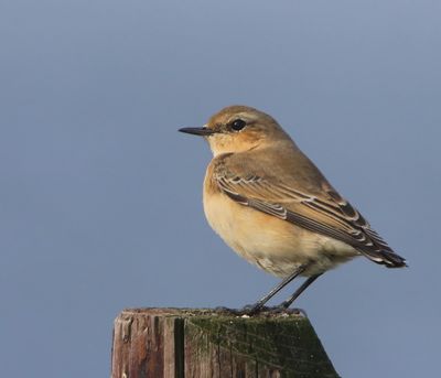 Tapuit - Northern Wheatear