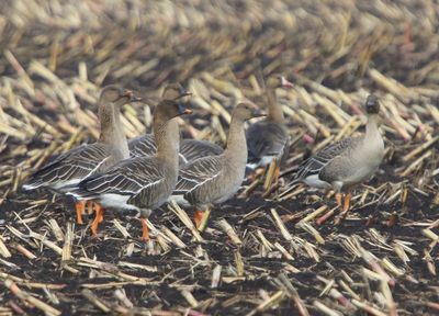 Toendrarietganzen - Tundra Bean Geese