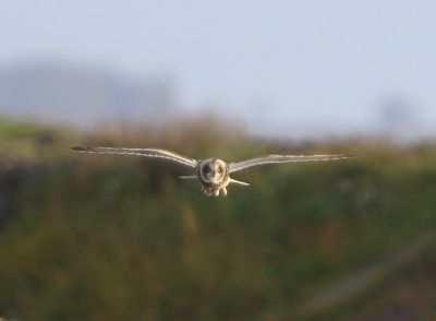 Velduil - Short-eared Owl