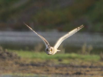 Velduil - Short-eared Owl