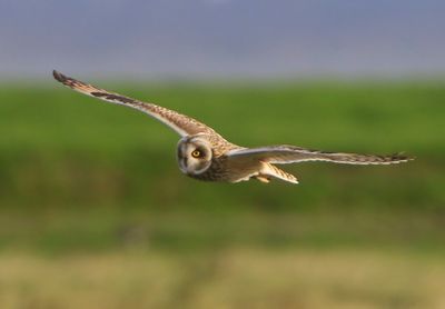 Velduil - Short-eared Owl