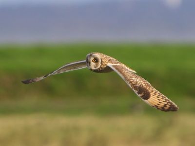 Velduil - Short-eared Owl