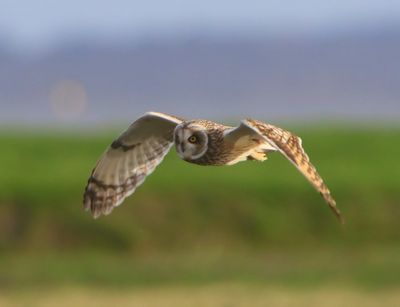 Velduil - Short-eared Owl