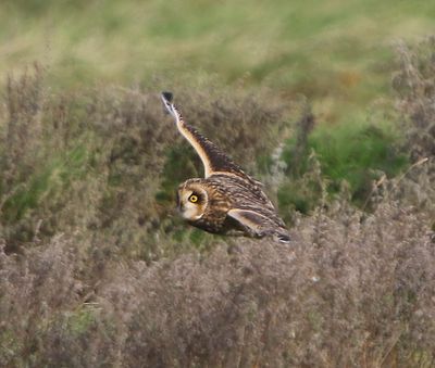 Velduil - Short-eared Owl