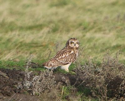 Velduil - Short-eared Owl