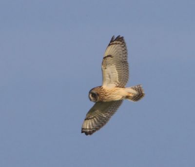 Velduil - Short-eared Owl