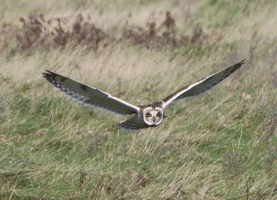 Velduil - Short-eared Owl