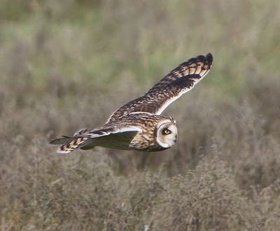 Velduil - Short-eared Owl