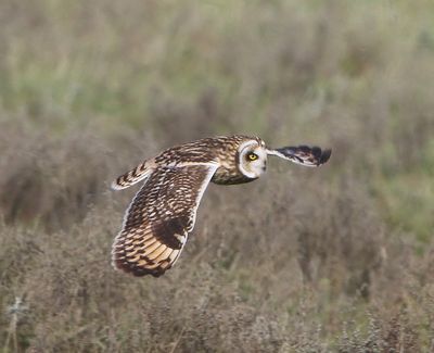 Velduil - Short-eared Owl