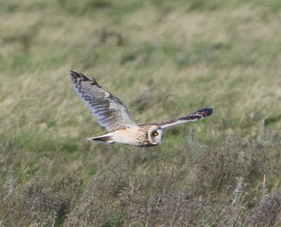 Velduil - Short-eared Owl