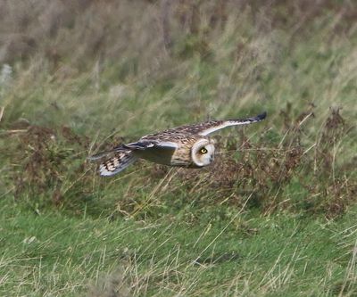 Velduil - Short-eared Owl