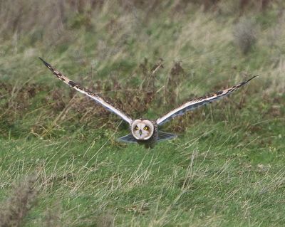 Velduil - Short-eared Owl
