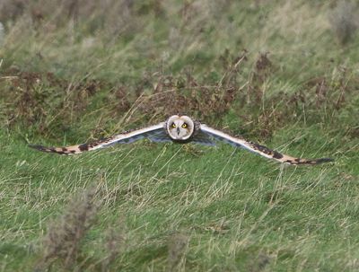 Velduil - Short-eared Owl