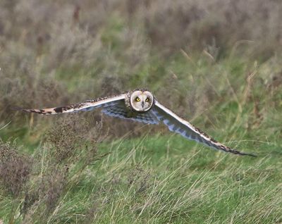 Velduil - Short-eared Owl
